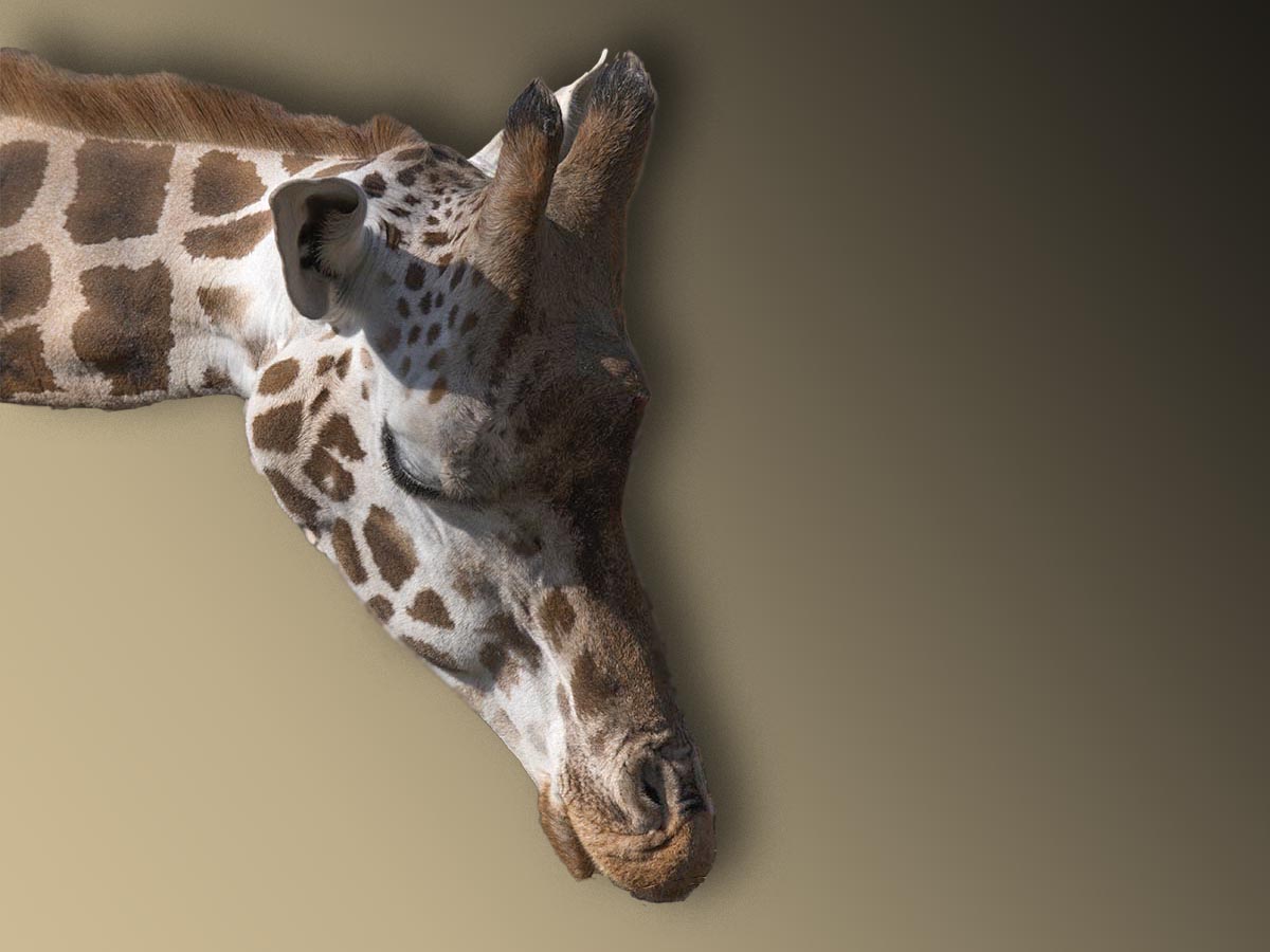 Giraffa camelopardalis